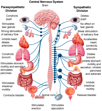 Chiropractic Adjustment Chart